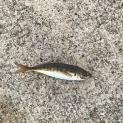 待ちに待ったアジング