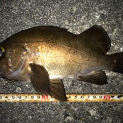 2020ライトゲーム第14戦