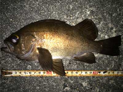 2020ライトゲーム第14戦