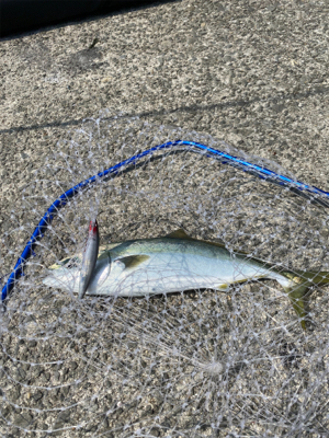 今年初ショア青物