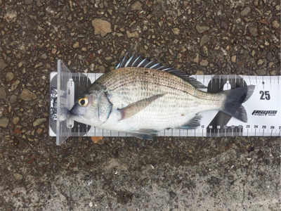 油津港で初めてのチヌ釣り