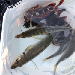 早朝ワインドゲーム