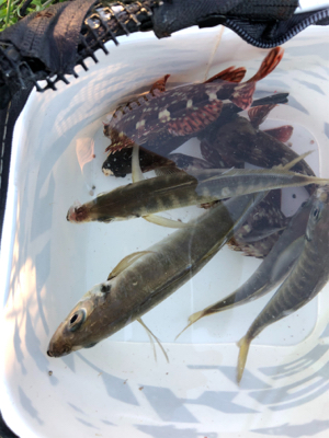 早朝ワインドゲーム