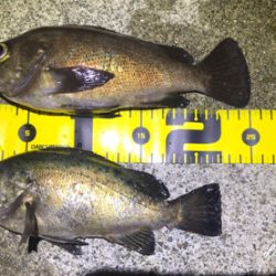 フローとメバリング