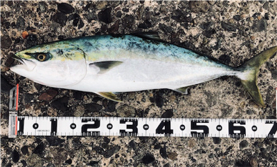 マズメ後の爆釣