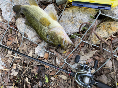 午前バスフィッシング