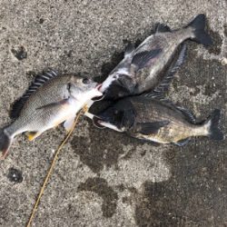 朝からノッコミチヌ