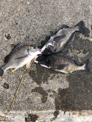 朝からノッコミチヌ