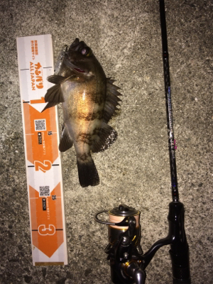 アジもメバルもどっちもいいね！