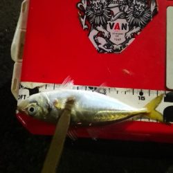 アジング 練習144