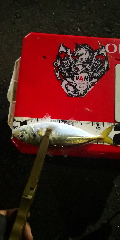 アジング 練習144