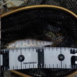 カワムツ釣り？いやいやアマゴ狙い苦笑