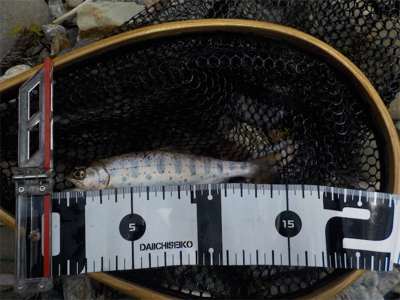 カワムツ釣り？いやいやアマゴ狙い苦笑