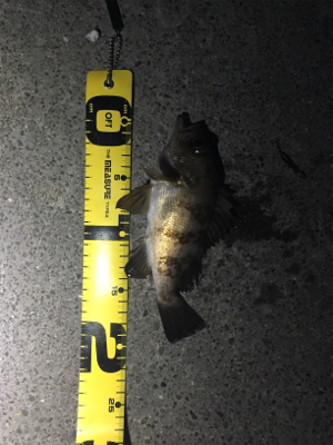 初場所にてメバリング