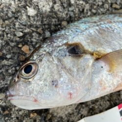 美味しいグチゲット^_^！