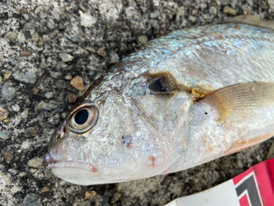 美味しいグチゲット^_^！