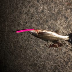 今日も出撃！！