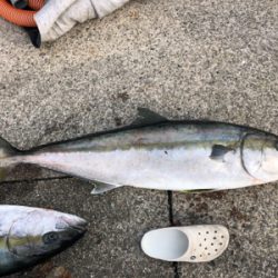 ヒラマサ キャスティング