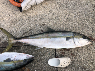 ヒラマサ キャスティング