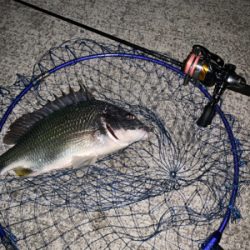 メバリングという名のチニング