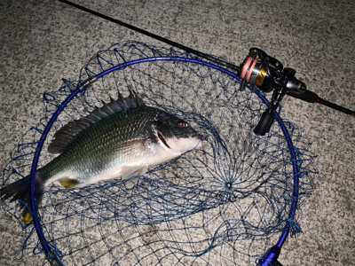 メバリングという名のチニング