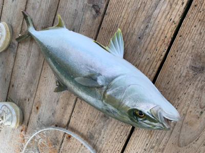 ポート田尻にて