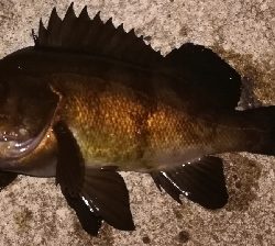 メバリング1835〜1920