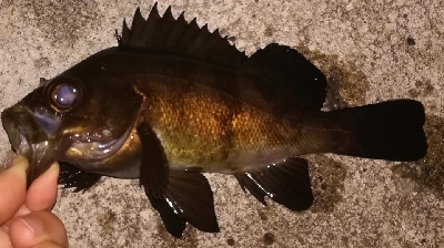 メバリング1835〜1920