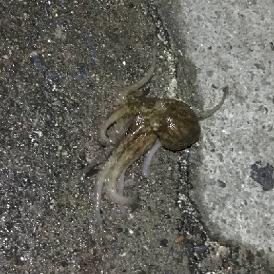 5/26釣果ミニタコとカニ