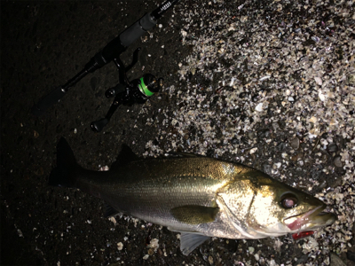 ハクパターン渋いです。