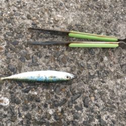 サバしか釣れん