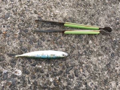 サバしか釣れん