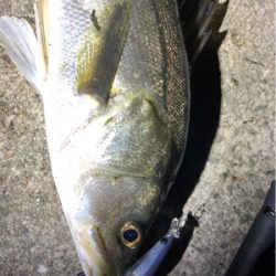 ナイトシーバス！