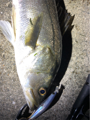 ナイトシーバス！