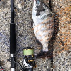 ライトショアチニング!?