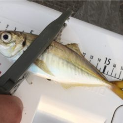 子サバに邪魔されて (^_^;)