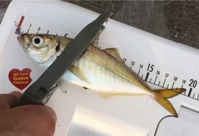 子サバに邪魔されて (^_^;)