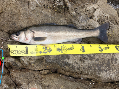 沖磯　ショアジギング♪GUNNING-ST…