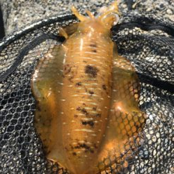 久しぶりのアオリイカ  GET!＼(^o^)／