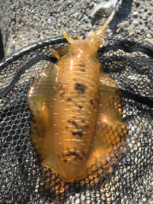 久しぶりのアオリイカ  GET!＼(^o^…