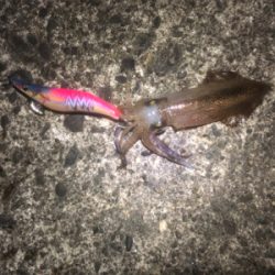 コウイカエギング