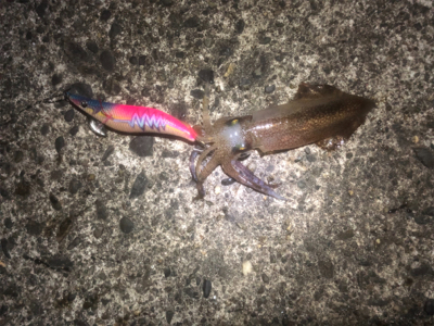 コウイカエギング