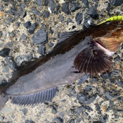 自粛解除で釣果炸裂！