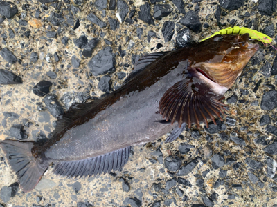 自粛解除で釣果炸裂！