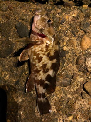 久しぶりの釣行です。