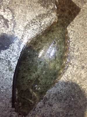 75センチヒラメ