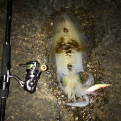 アオリイカ 1.2k