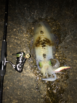 アオリイカ 1.2k