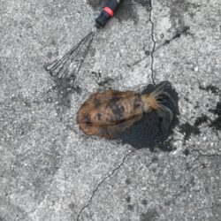 アオリイカ ヤエン