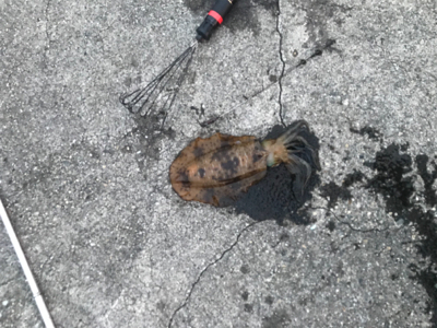 アオリイカ　ヤエン